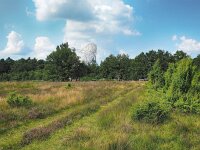 NL, Drenthe, Westerveld, Benderse Heide 3, Saxifraga-Hans Dekker