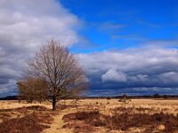 NL, Drenthe, Westerveld, Doldersummerveld 1, Saxifraga-Hans Dekker