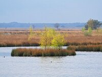 NL, Drenthe, Westerveld, Holtveen 25, Saxifraga-Hans Dekker