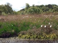 NL, Drenthe, Westerveld, Leggelderveld 1, Saxifraga-Hans Dekker