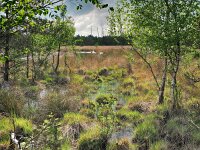 NL, Drenthe, Westerveld,Witteveen 1, Saxifraga-Hans Dekker