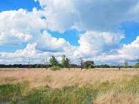 NL, Drenthe, Westerveld,Witteveen 2, Saxifraga-Hans Dekker