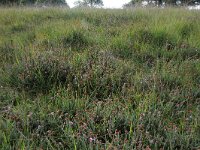 NL, Friesland, Opsterland, Bakkeveen 17, Saxifraga-Hans Boll