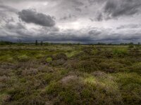 NL, Friesland, Opsterland, Lippenhuisterheide 2, Saxifraga-Rudmer Zwerver : Netherlands, dutch, landscape, natural, nature, spring, springtime, summer