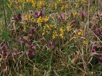 NL, Gelderland, Lochem, Stelkampsveld 40, Saxifraga-Hans Boll