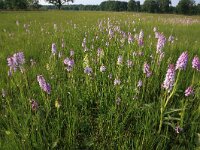 NL, Gelderland, Lochem, Stelkampsveld 71, Saxifraga-Hans Boll