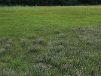 NL, Gelderland, Lochem, Stelkampsveld 84, Saxifraga-Hans Boll