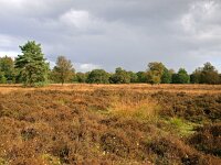 NL, Groningen, Westerwold, Sellingen 3, Saxifraga-Hans Dekker