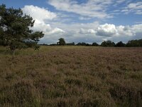NL, Noord-Brabant, Boxtel, Kampina 8, Saxifraga-Jan van der Straaten