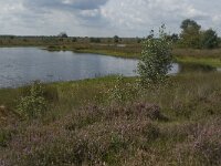 NL, Noord-Brabant, Boxtel, Zandbergsven 2, Saxifrag-Jan van der Straaten