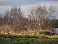 NL, Noord-Brabant, Cranendonck, Soerendonks Goor 6, Saxifraga-Tom Heijnen