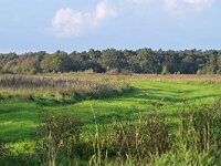 NL, Noord-Brabant, Eersel, Landschotse Heide 7, Saxifraga-Tom Heijnen