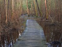NL, Noord-Brabant, Eersel, Spekdonken 9, Saxifraga-Tom Heijnen