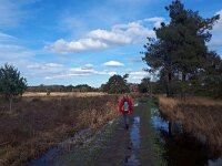 NL, Noord-Brabant, Oirschot, Landschotse Heide 17, Saxifraga-Tom Heijnen