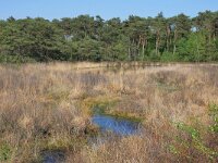 NL, Noord-Brabant, Valkenswaard, De Malpie 11, Saxifraga-Tom Heijnen