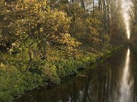 B, Limburg, Lommel, Grote Fosse 13, Saxifraga-Jan van der Straaten
