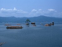 GR, Serres, Limni Kirkini 1, Saxifraga-Jan van der Straaten