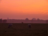 Grazing cattle  Grazing cattle during spectacular sunset : Netherlands, agrarische, agricultural, agriculture, boerderij, boom, cattle, country, countryside, cow, cows, creatieve aard, creative nature, dageraad, dawn, dusk, dutch, farm, field, gras, grass, groningen, hemel, holland, koe, koeien, land, landbouw, landelijk, landscape, livestock, lucht, meadow, nature, natuur, nederland, nederlands, onstwedde, orange, oranje, pasture, platteland, red, rood, rudmer zwerver, rural, schemering, sky, sunrise, sunset, tree, vee, veeteelt, veld, weide, weiland, zonsondergang, zonsopgang