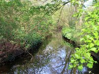 NL, Noord-Holland, Alkmaar, De Hout 3, Saxifraga-Foto Fitis-Sytske Dijksen
