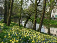 NL, Utrecht, Utrecht, Bolwerk Wittevrouwensingel 1, Saxifraga-Foto Fitis-Sytske Dijksen