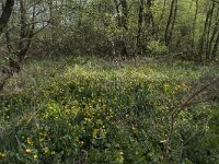 F, Nievre, Brassy, Montour 20, Saxifraga-Willem van Kruijsbergen