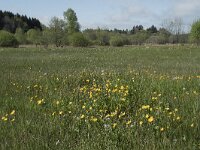 F, Nievre, Brassy, Montour 3, Saxifraga-Willem van Kruijsbergen