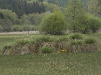 F, Nievre, Brassy, Montour 67, Saxifraga-Willem van Kruijsbergen