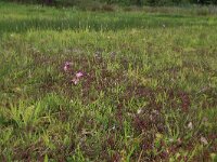 NL, Drenthe, Aa en Hunze, Deurzerdiep 84, Saxifraga-Hans Boll