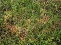 NL, Drenthe, Aa en Hunze, Eexterveld 123, Saxifraga-Hans Boll