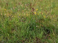 NL, Drenthe, Aa en Hunze, Eexterveld 8, Saxifraga-Hans Boll