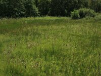 NL, Drenthe, Aa en Hunze, Oudemolen 27, Saxifraga-Hans Boll