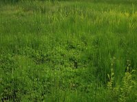 NL, Drenthe, Aa en Hunze, Oudemolen 52, Saxifraga-Hans Boll