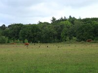NL, Drenthe, Aa en Hunze, Oudemolen 66, Saxifraga-Hans Boll