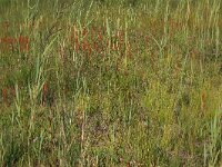 NL, Drenthe, Aa en Hunze, Westerlanden 10, Saxifraga-Hans Boll