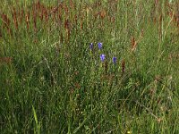 NL, Drenthe, Aa en Hunze, Westerlanden 41, Saxifraga-Hans Boll