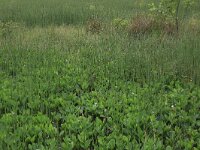 NL, Drenthe, Assen, Deurzerdiep 34, Saxifraga-Hans Boll