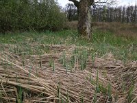 NL, Drenthe, Tynaarlo, De Heest 46, Saxifraga-Hans Boll