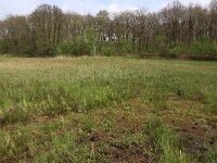 NL, Drenthe, Tynaarlo, De Heest 5, Saxifraga-Hans Boll