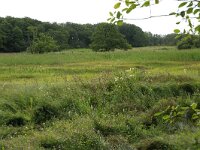 NL, Drenthe, Tynaarlo, Lage Maden 31, Saxifraga-Hans Boll