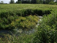 NL, Drenthe, Tynaarlo, Oudemolensche Diep 17, Saxifraga-Hans Boll