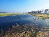 NL, Drenthe, Westerveld, Oude Willem 15, Saxifraga-Hans Dekker