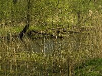 NL, Limburg, Weert, Heijkersbroek 7, Saxifraga-Jan van der Straaten