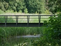 NL, Noord-Brabant, Bladel, Beersbroek 23, Saxifraga-Tom Heijnen