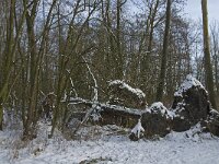 NL, Noord-Brabant, Eindhoven, Collse Zeggen 5, Saxifraga-Marijke Verhagen