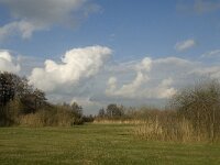 NL, Noord-Brabant, Sint-Oedenrode, Nijnsel, Dommelbeemden 32, Saxifraga-Jan van der Straaten