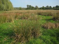 NL, Noord-Brabant, Sint-Oedenrode, Nijnsel, Dommelbeemden 4, Saxifraga-Henk Sierdsema