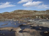 N, Buskerud, Hol, Fagerheim 14, Saxifraga-Willem van Kruijsbergen