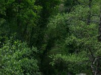 E, Caceres, Jarandilla de la Vera, Olla 1, Saxifraga-Dirk Hilbers