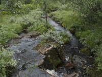 N, Troms, Senja, Skaland, Sommardalen 2, Saxifraga-Willem van Kruijsbergen