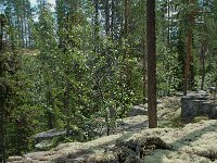 S, Jamtland, Harjedalen 17, Saxifraga-Willem van Kruijsbergen